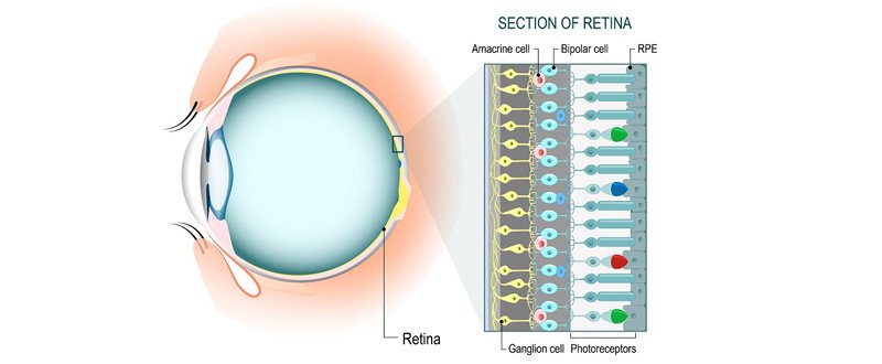 Illustration of section of retina